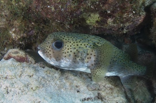 bonaire2015-10