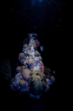 bonaire2015-100