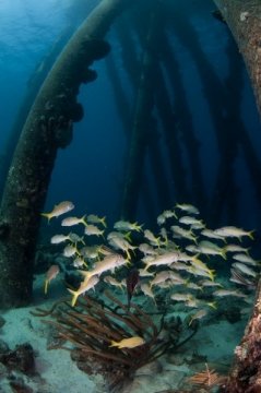 bonaire2015-104
