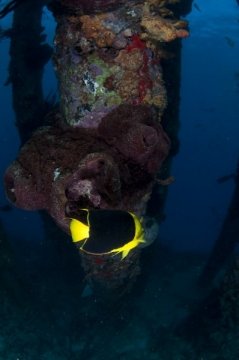 bonaire2015-105