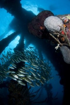 bonaire2015-107