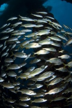bonaire2015-108