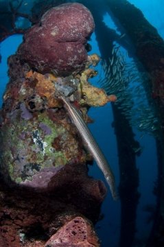 bonaire2015-109