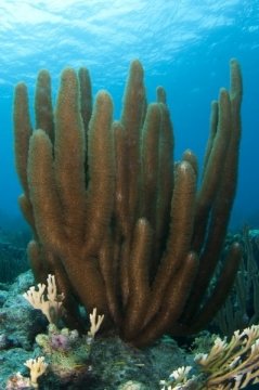 bonaire2015-11