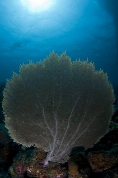 bonaire2015-110