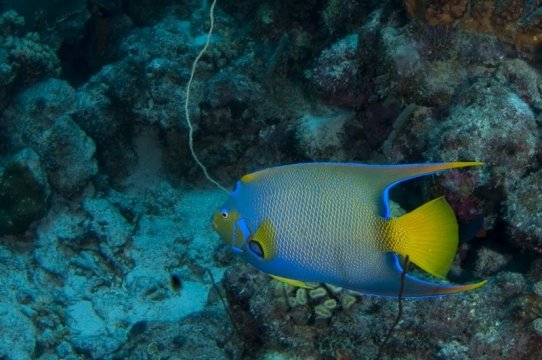 bonaire2015-111