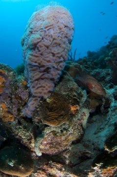 bonaire2015-113