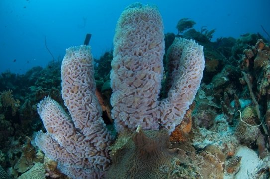 bonaire2015-114