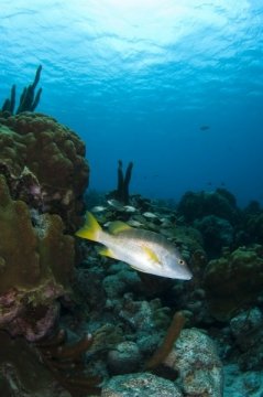 bonaire2015-12