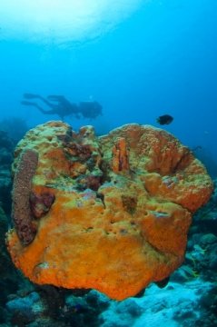 bonaire2015-15
