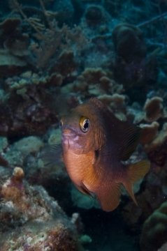 bonaire2015-17