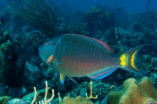 bonaire2015-18