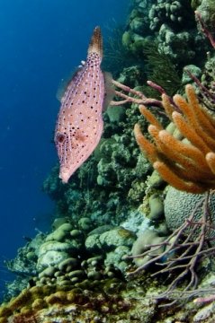 bonaire2015-21